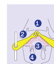 Anatomie des Pferdemauls: Gaumen, Lefzen, Zunge, Unterkiefer