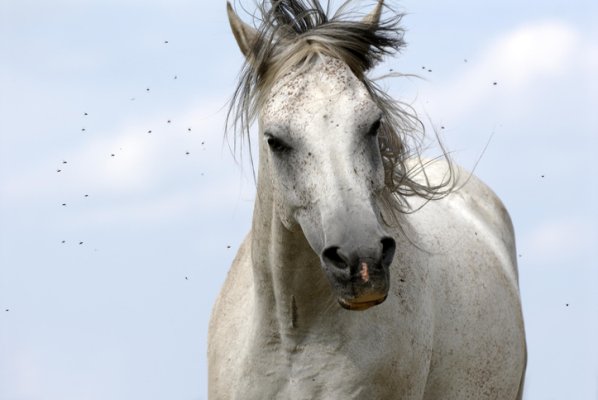 Insektenschutz fürs Pferde - Wir erklären was hilft! Horse &amp; Rider Newsletter KW16 - 