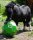 USG Spiel- &amp; F&uuml;tterungsball Happy Hay Play - Shetty