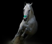 Flair Nasal Strip Nasenpflaster Pferd Turquoise