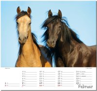 Pferde 2020 - Original ST&Uuml;RTZ-Kalender