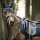 Kentucky Horsewear Schabracke Pearls Dressur navy