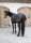Kerbl horse walker blanket black