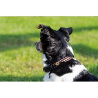 Dyon dog collection Schickes Hundehalsband braun