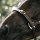 Kentucky Horsewear Leather halter flexible Neck piece brown