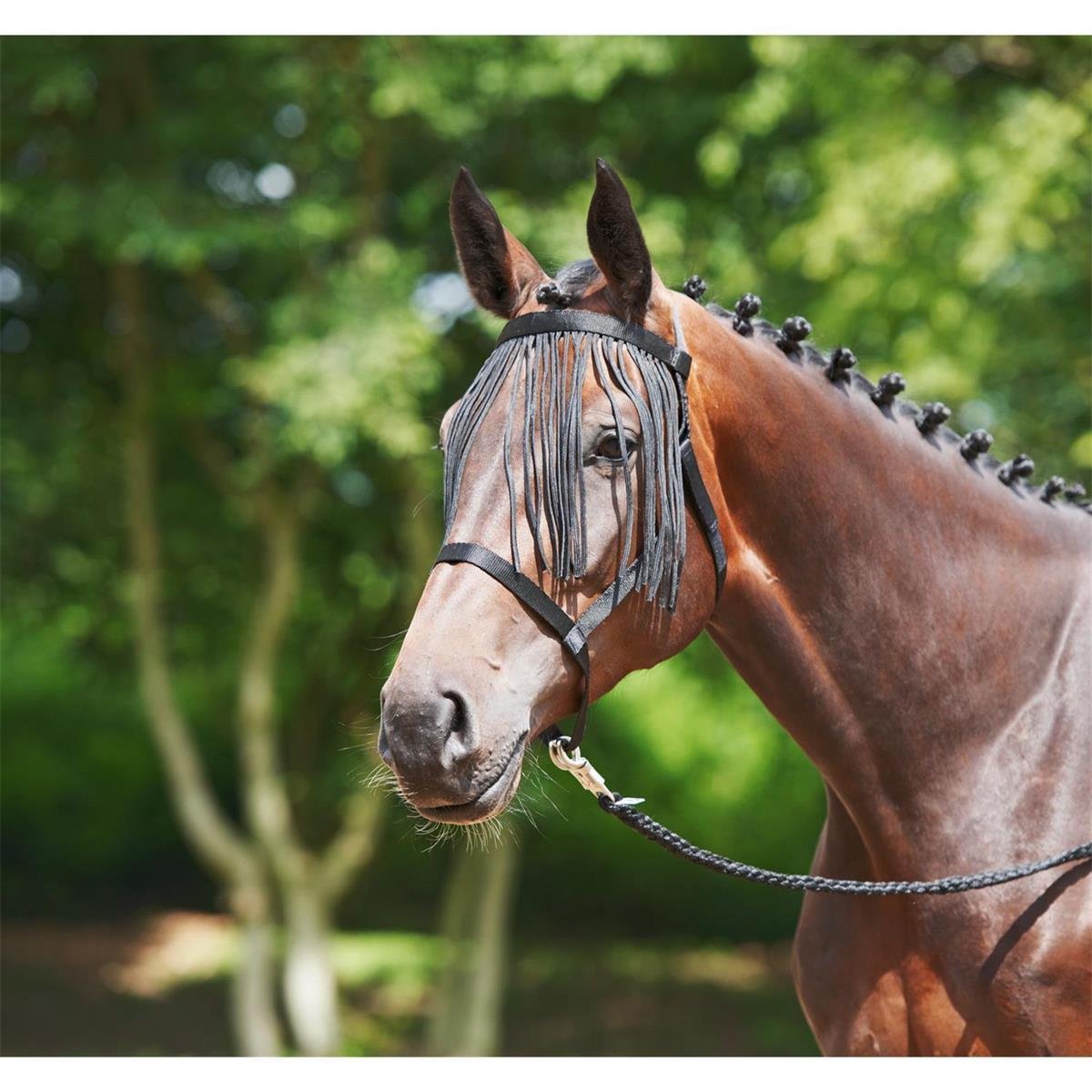 Busse Halfter WEIDE-FRANSEN royalblau Pony