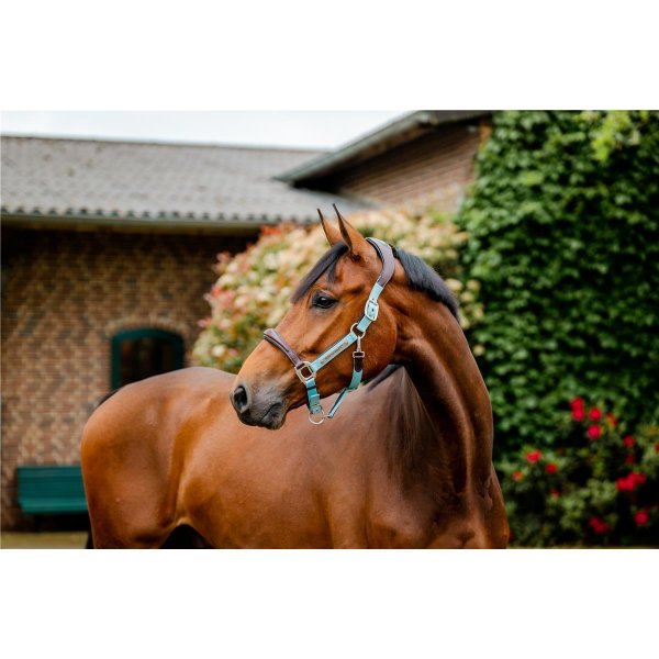 Horseware Signature Competition Headcollar Halfter Brown/Navy