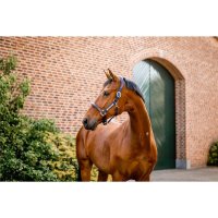 Horseware Signature Competition Headcollar Halfter Brown/Navy