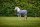 Horseware Amigo Bravo 12 Original 100g Weidedecke Shadow/Navy &amp; Lime 75_63&quot;_140