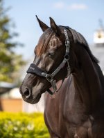 LeMieux Vogue Headcollar & Leadrope Black