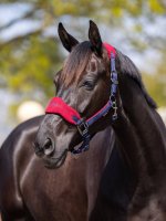 LeMieux Vogue Headcollar & Leadrope Burgundy