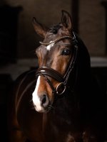 LeMieux Kudos Patent Dressage Bridle Brown