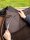 LeMieux ProSorb Plain 3 Pocket Quilted Half Pad Brown